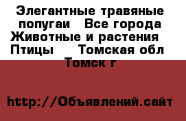 Элегантные травяные попугаи - Все города Животные и растения » Птицы   . Томская обл.,Томск г.